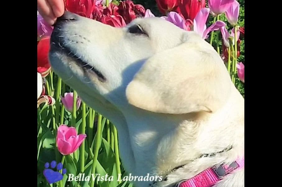 BellaVista Labradors breeder image 20