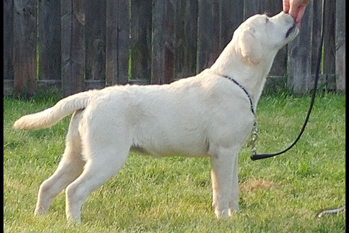 BellaVista Labradors breeder image 19