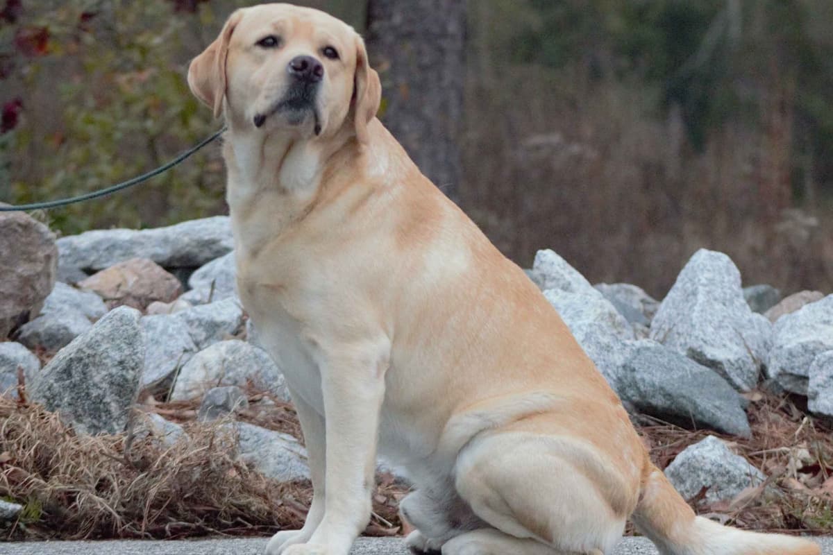 BellaVista Labradors breeder image 23