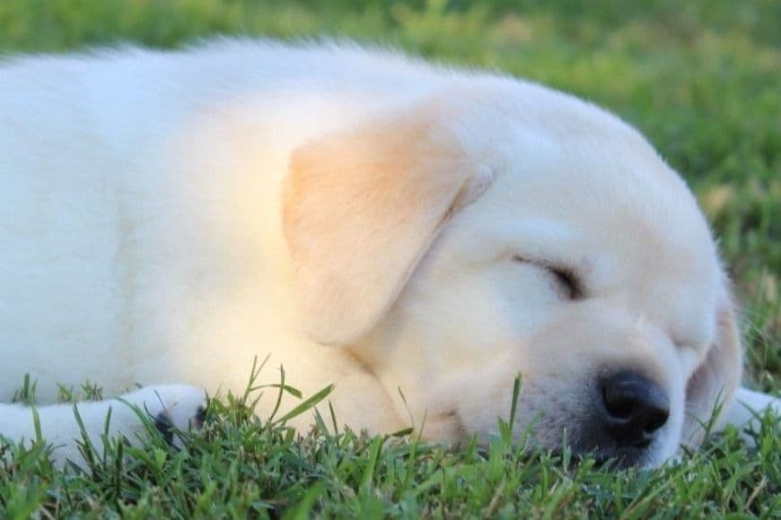BellaVista Labradors breeder image 5