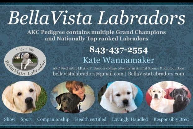 BellaVista Labradors breeder image 2