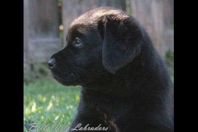 BellaVista Labradors breeder image 25