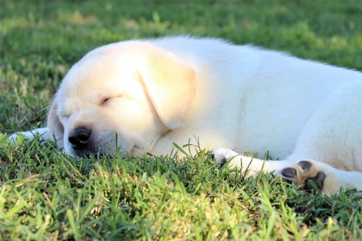 BellaVista Labradors breeder image 26