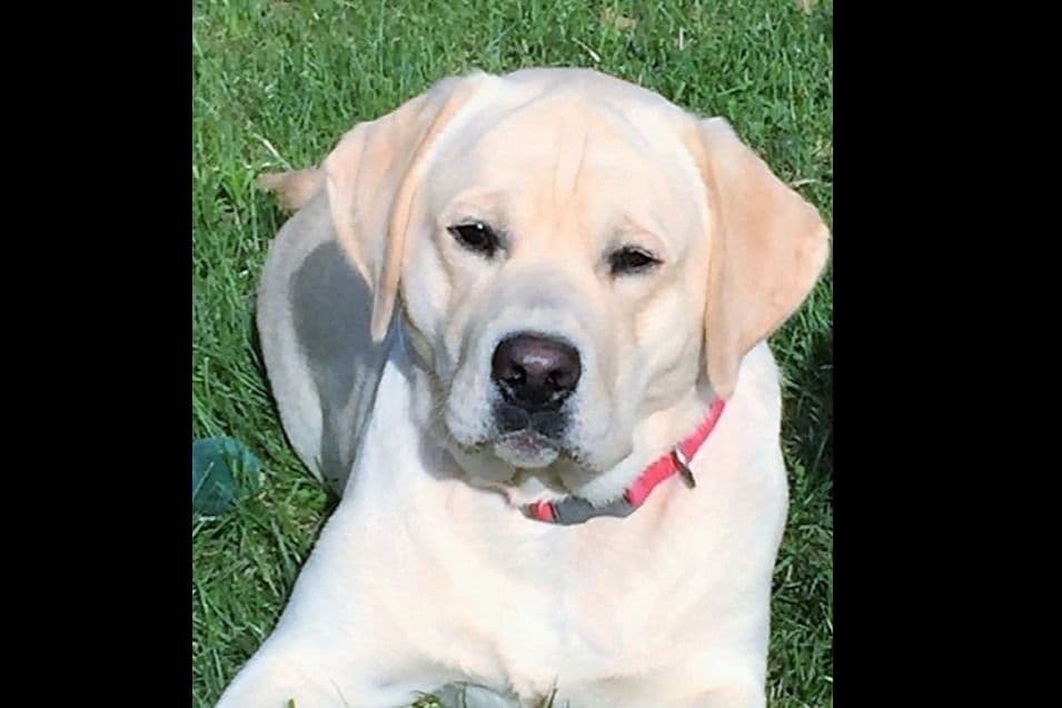 BellaVista Labradors breeder image 28