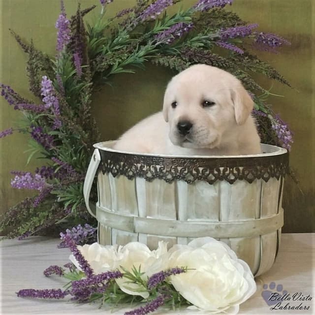 BellaVista Labradors media 4