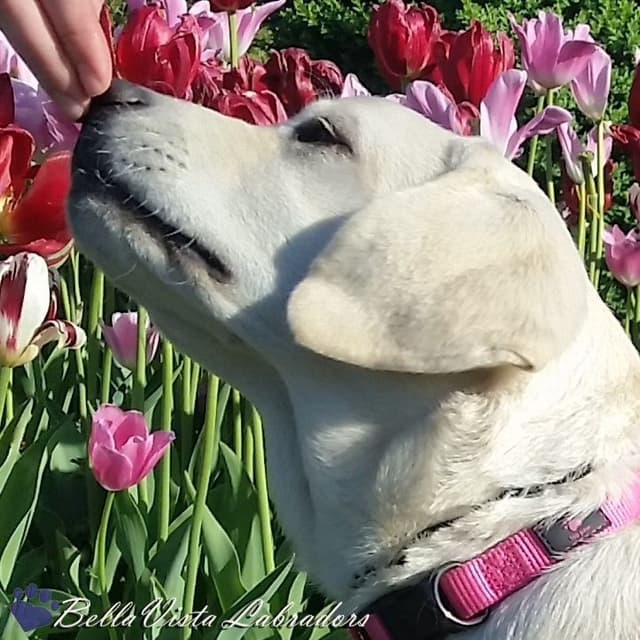 BellaVista Labradors media 5