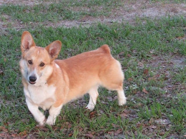 Pembroke Welsh Corgi Puppies media 9