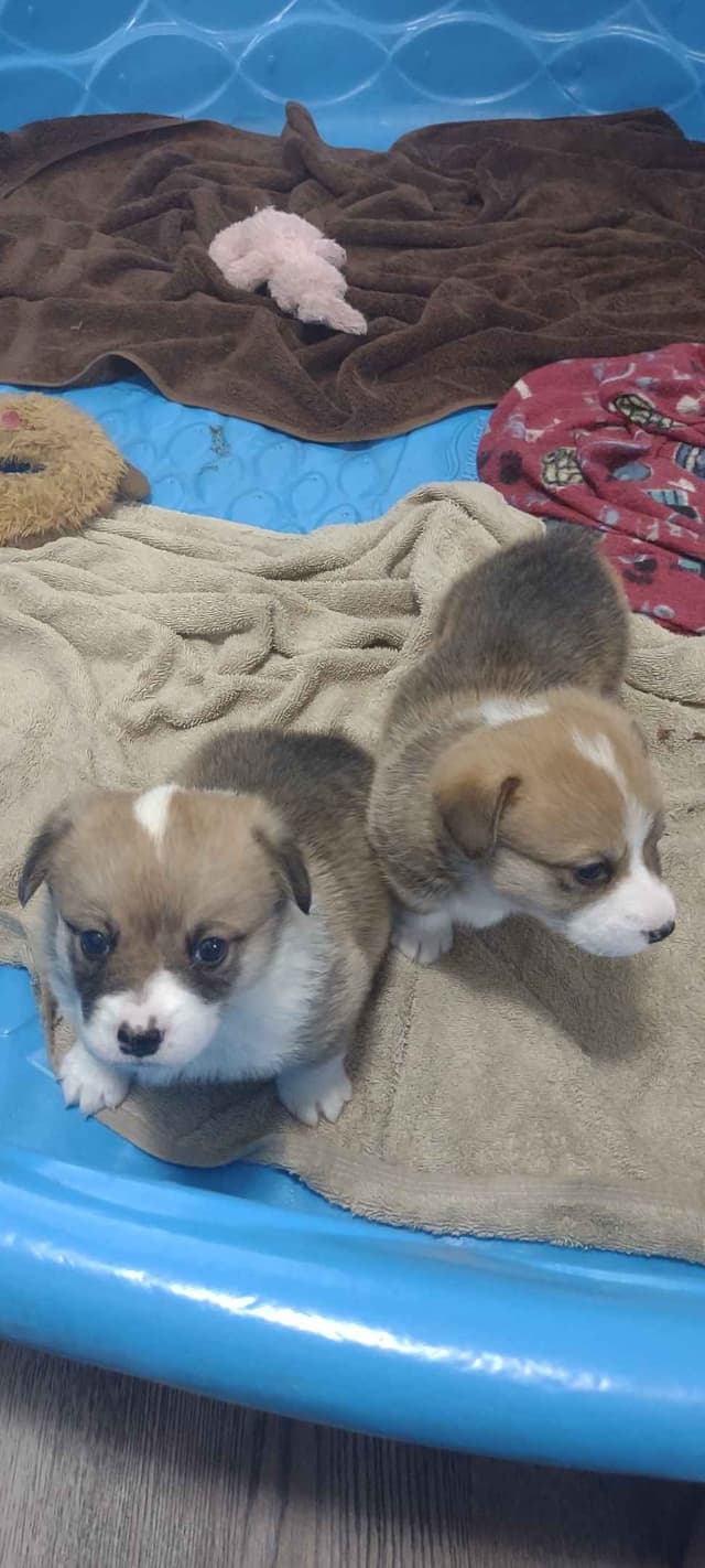 Pembroke Welsh Corgi Puppies media 8