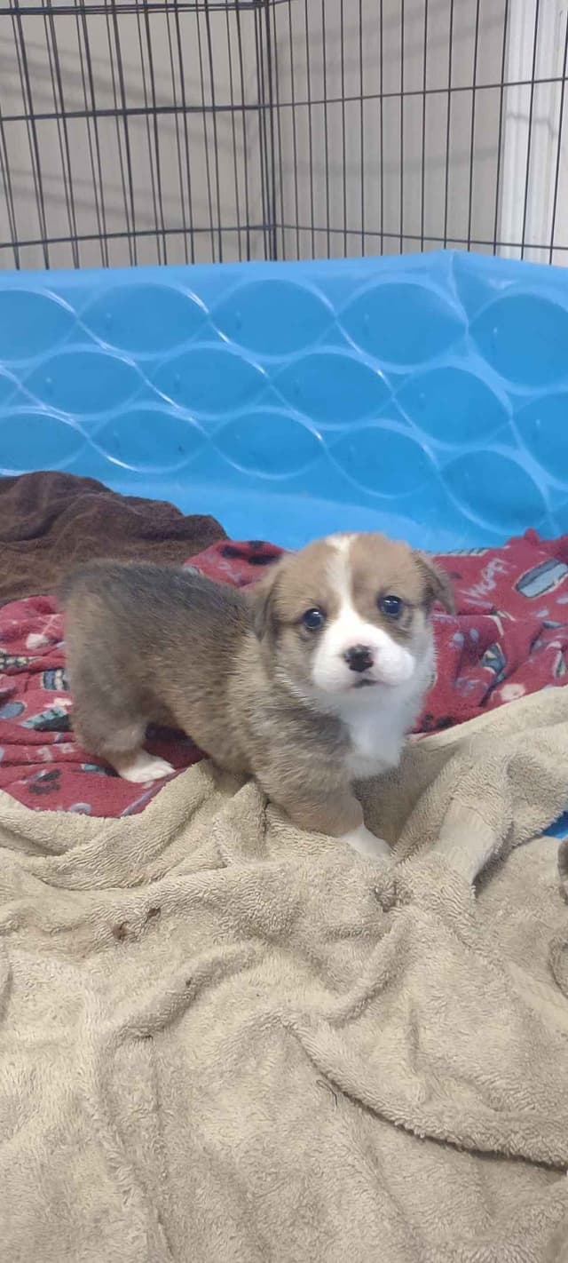 Pembroke Welsh Corgi Puppies media 7