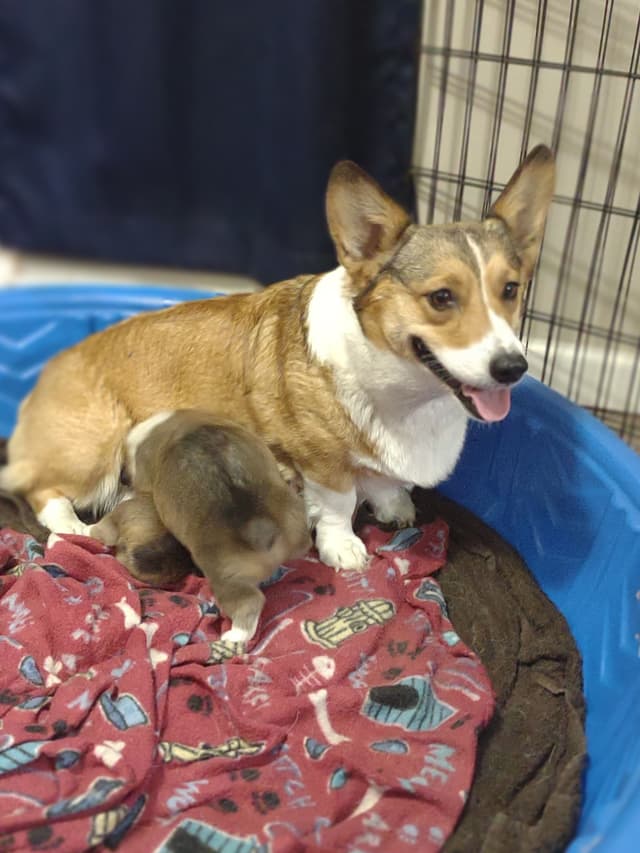 Pembroke Welsh Corgi Puppies media 10