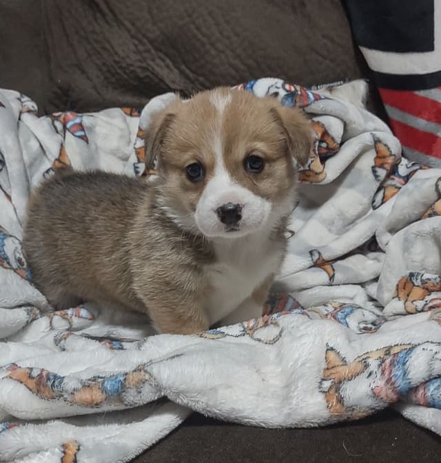 Pembroke Welsh Corgi Puppies media 3