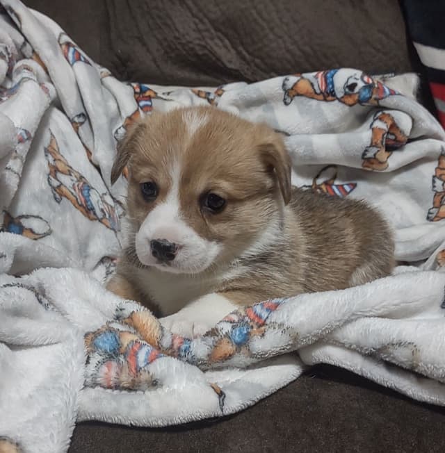 Pembroke Welsh Corgi Puppies media 4
