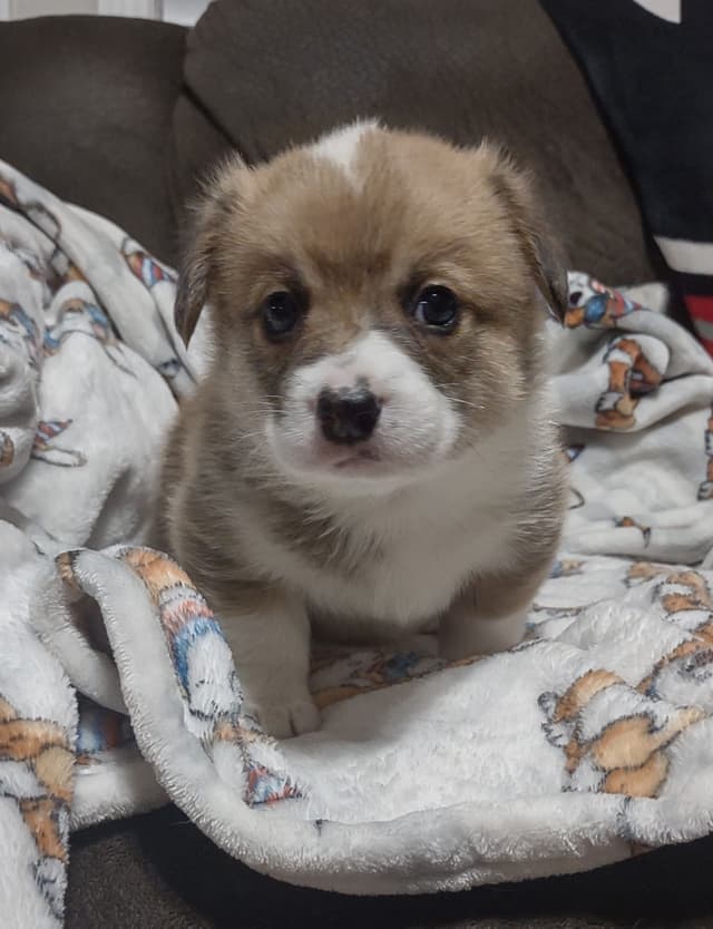 Pembroke Welsh Corgi Puppies media 5