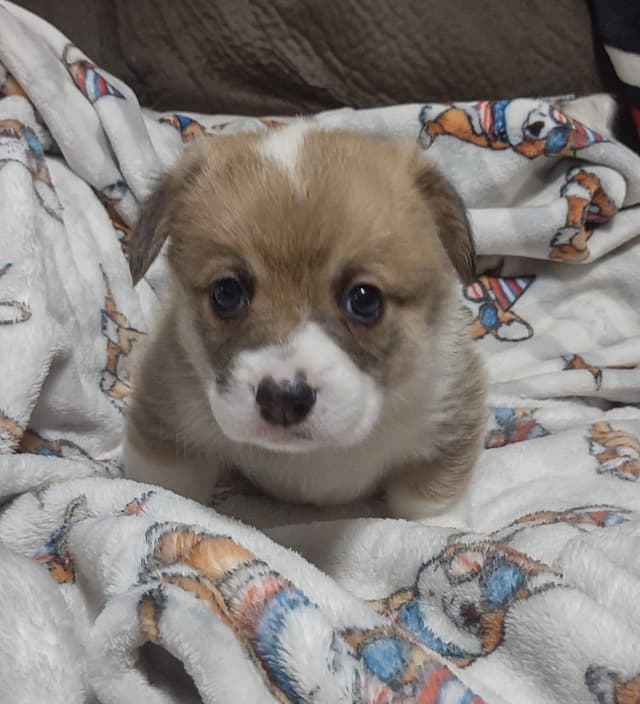 Pembroke Welsh Corgi Puppies media 6