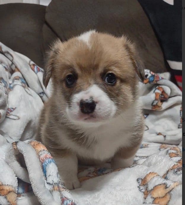Pembroke Welsh Corgi Puppies media 2