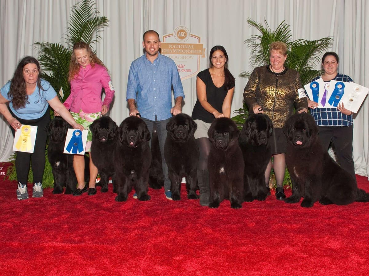 Newfoundland Puppies breeder image 1