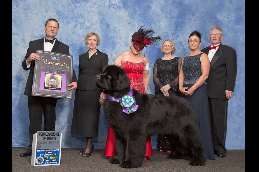 Newfoundland Puppies breeder image 23