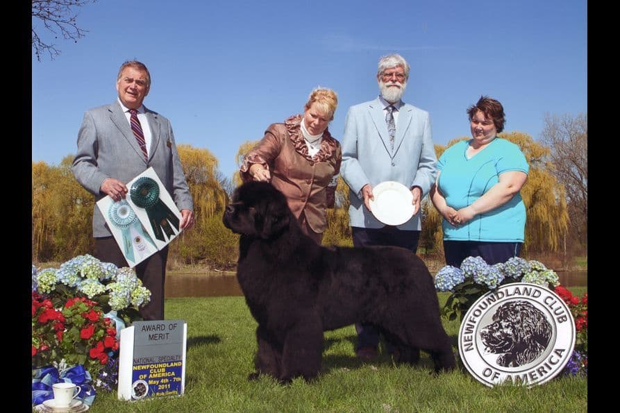 Newfoundland Puppies breeder image 21