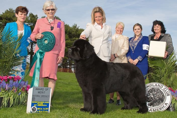 Newfoundland Puppies breeder image 19