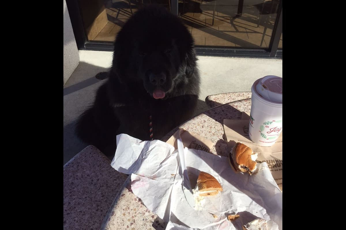 Newfoundland Puppies breeder image 15