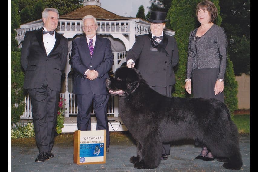 Newfoundland Puppies breeder image 13