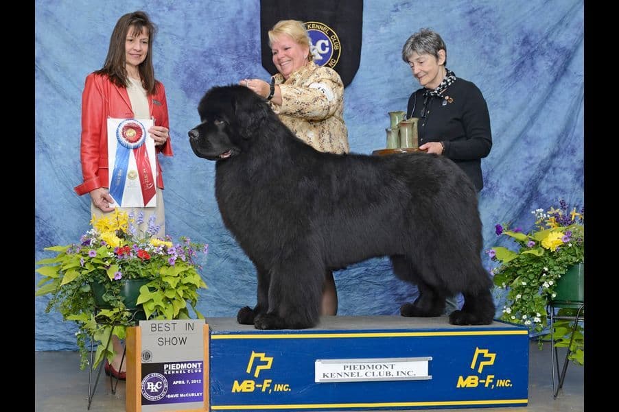 Newfoundland Puppies breeder image 12