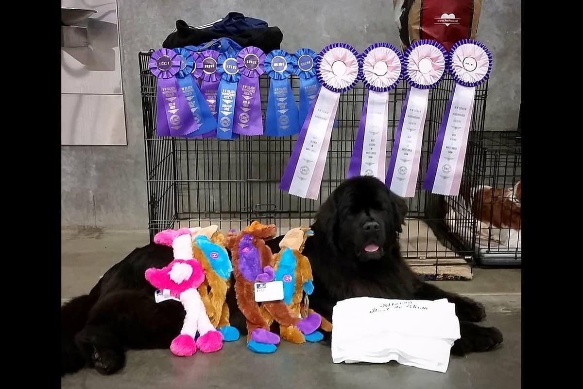 Newfoundland Puppies breeder image 11