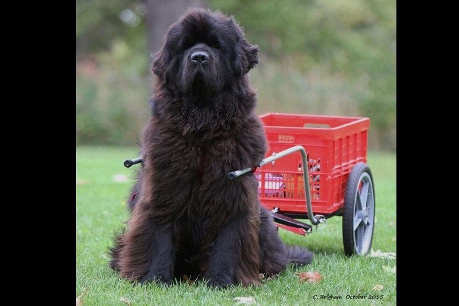Newfoundland Puppies breeder image 10