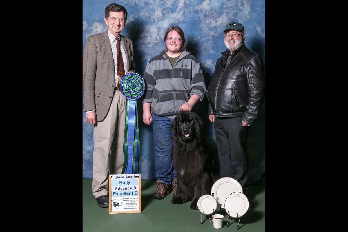 Newfoundland Puppies breeder image 7