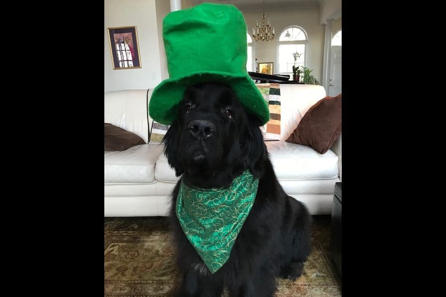 Newfoundland Puppies breeder image 4