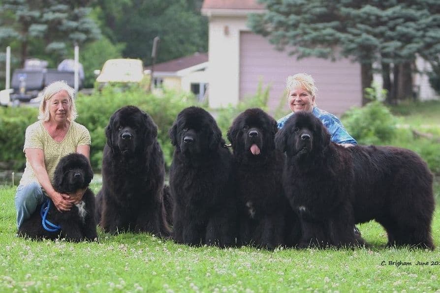 Newfoundland Puppies breeder image 3