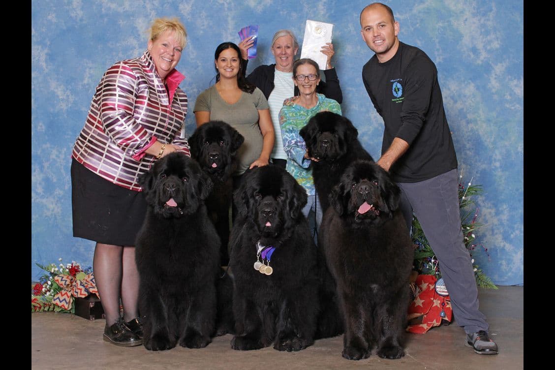 Newfoundland Puppies breeder image 2