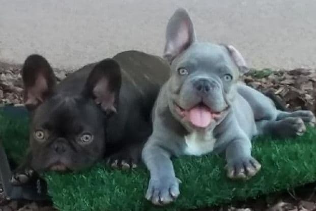 French Bulldog Puppies - Incredible REPEAT PAIRING - ZOEY and TITAN breeder image 1