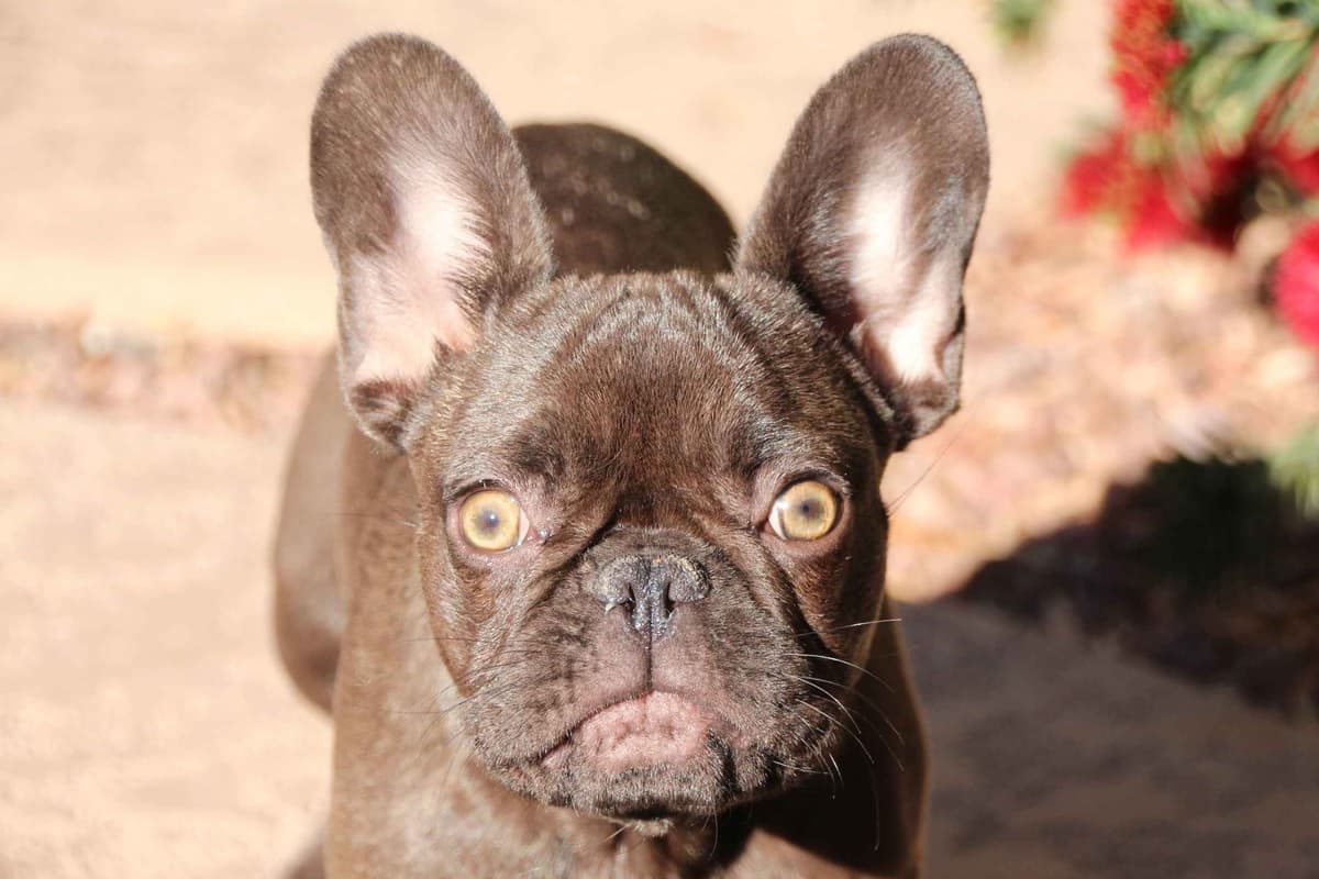 French Bulldog Puppies - Incredible REPEAT PAIRING - ZOEY and TITAN breeder image 3