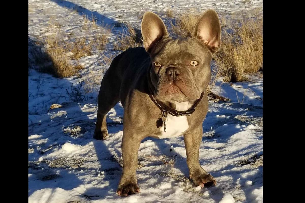 French Bulldog Puppies - Incredible REPEAT PAIRING - ZOEY and TITAN breeder image 4