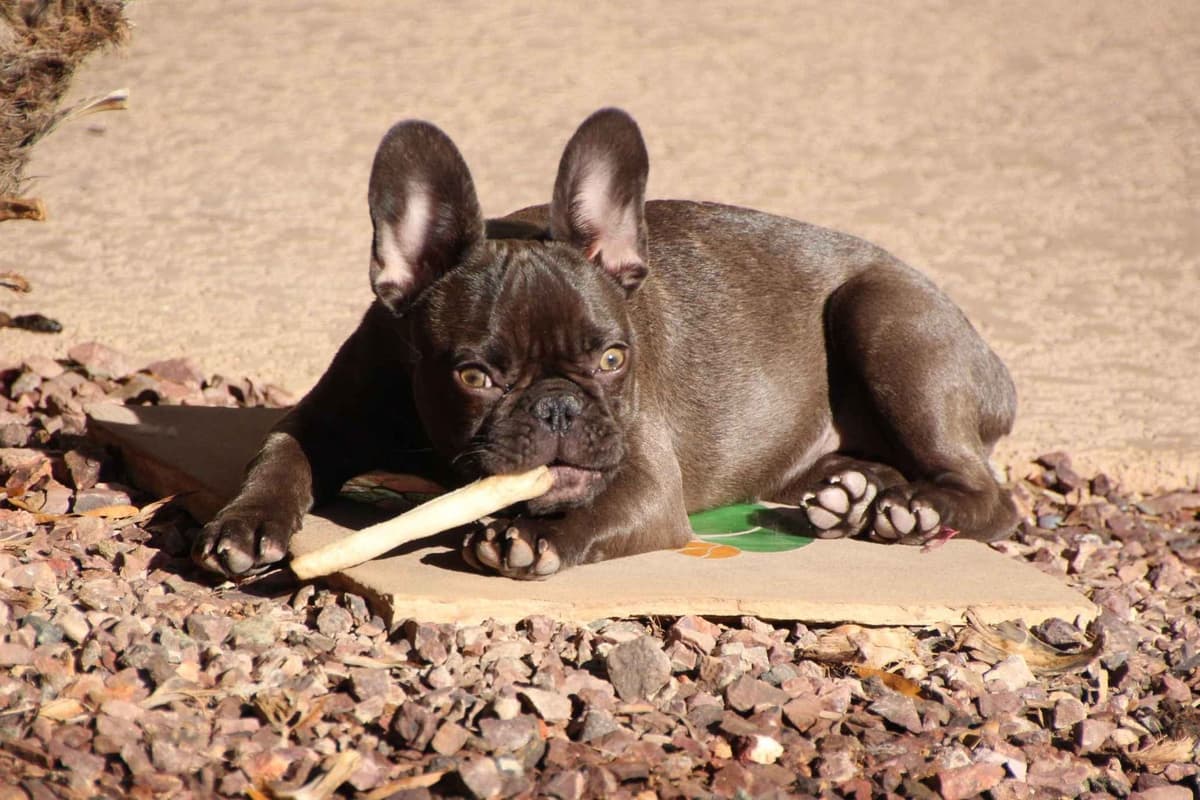 French Bulldog Puppies - Incredible REPEAT PAIRING - ZOEY and TITAN breeder image 5