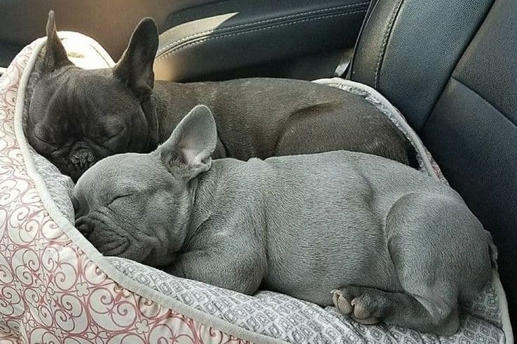 French Bulldog Puppies - Incredible REPEAT PAIRING - ZOEY and TITAN breeder image 7