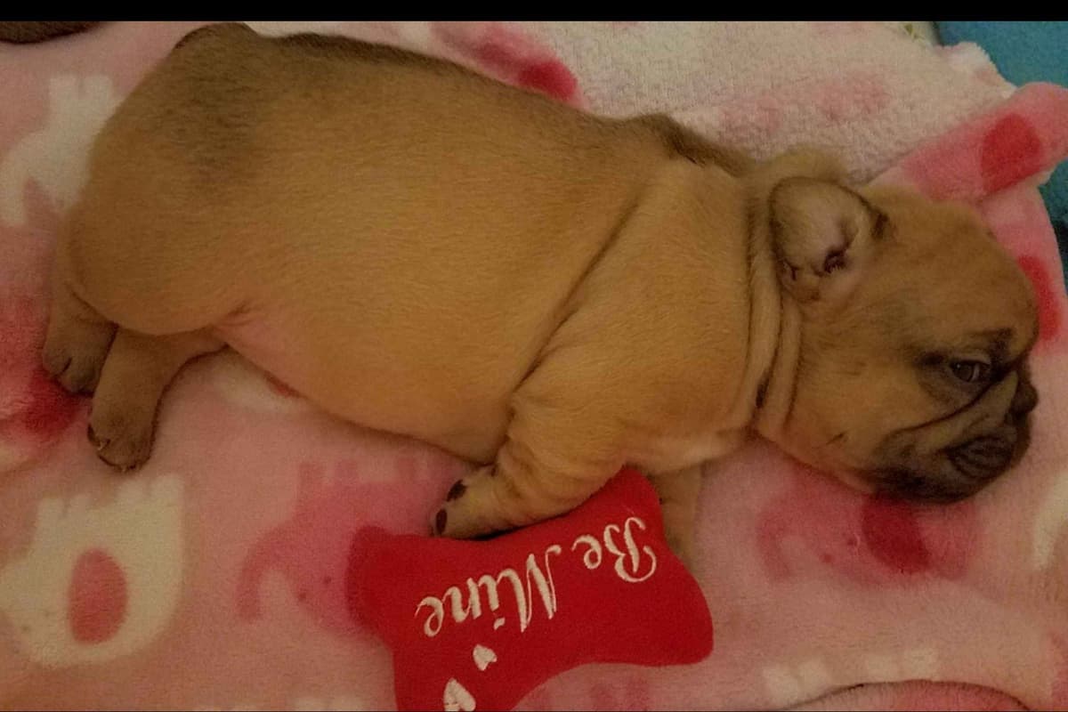 French Bulldog Puppies - Incredible REPEAT PAIRING - ZOEY and TITAN breeder image 8