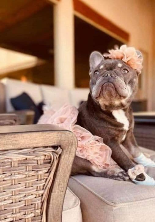 French Bulldog Puppies - Incredible REPEAT PAIRING - ZOEY and TITAN breeder image 9