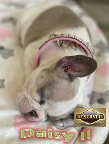 French Bulldog Puppies - Incredible REPEAT PAIRING - ZOEY and TITAN breeder image 10