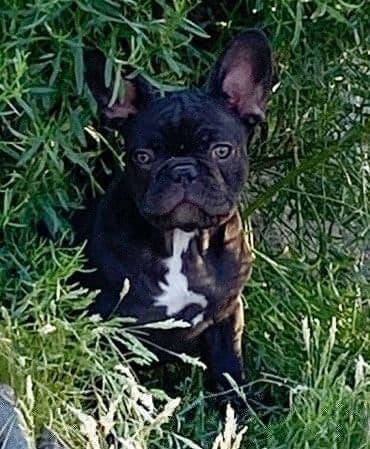 French Bulldog Puppies - Incredible REPEAT PAIRING - ZOEY and TITAN breeder image 12
