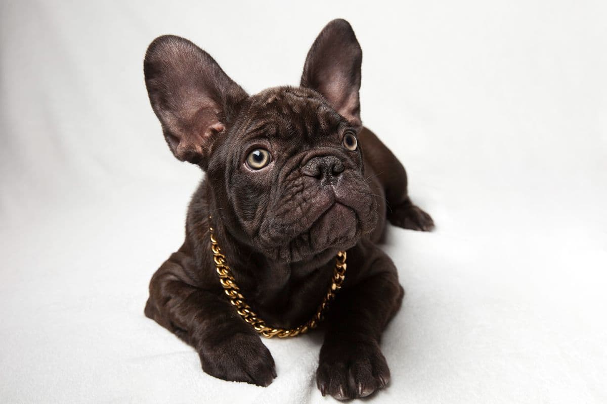 French Bulldog Puppies - Incredible REPEAT PAIRING - ZOEY and TITAN breeder image 16