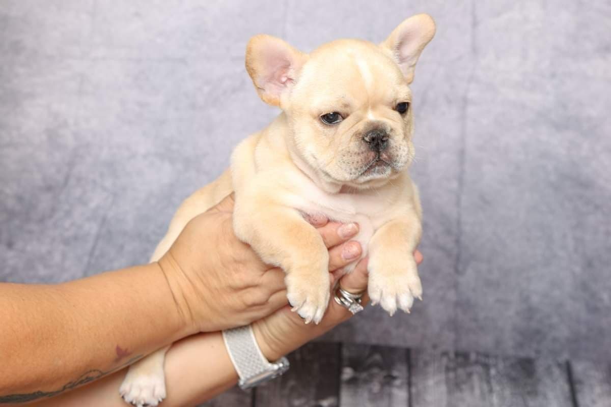 French Bulldog Puppies - Incredible REPEAT PAIRING - ZOEY and TITAN breeder image 11