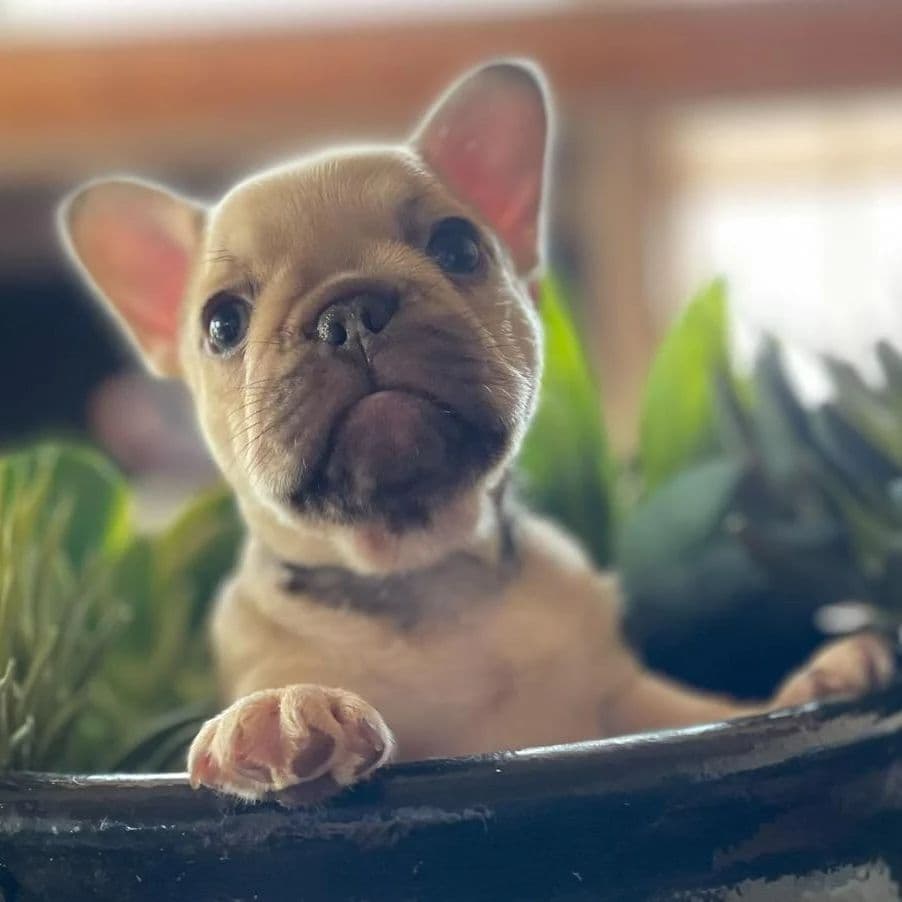 French Bulldog Puppies - Incredible REPEAT PAIRING - ZOEY and TITAN breeder image 13