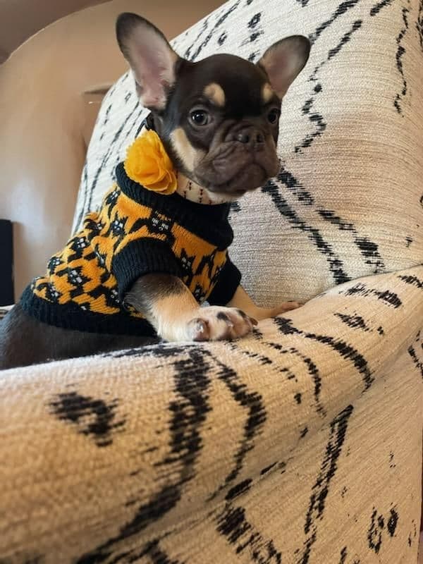 French Bulldog Puppies - Incredible REPEAT PAIRING - ZOEY and TITAN breeder image 14
