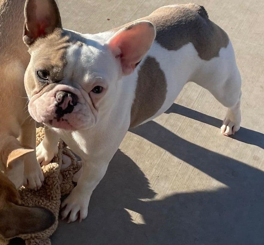 French Bulldog Puppies - Incredible REPEAT PAIRING - ZOEY and TITAN breeder image 15