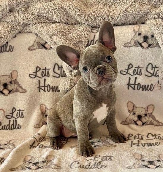 French Bulldog Puppies - Incredible REPEAT PAIRING - ZOEY and TITAN breeder image 18