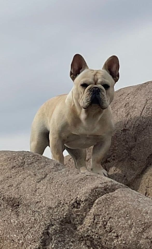 French Bulldog Puppies - Incredible REPEAT PAIRING - ZOEY and TITAN breeder image 17
