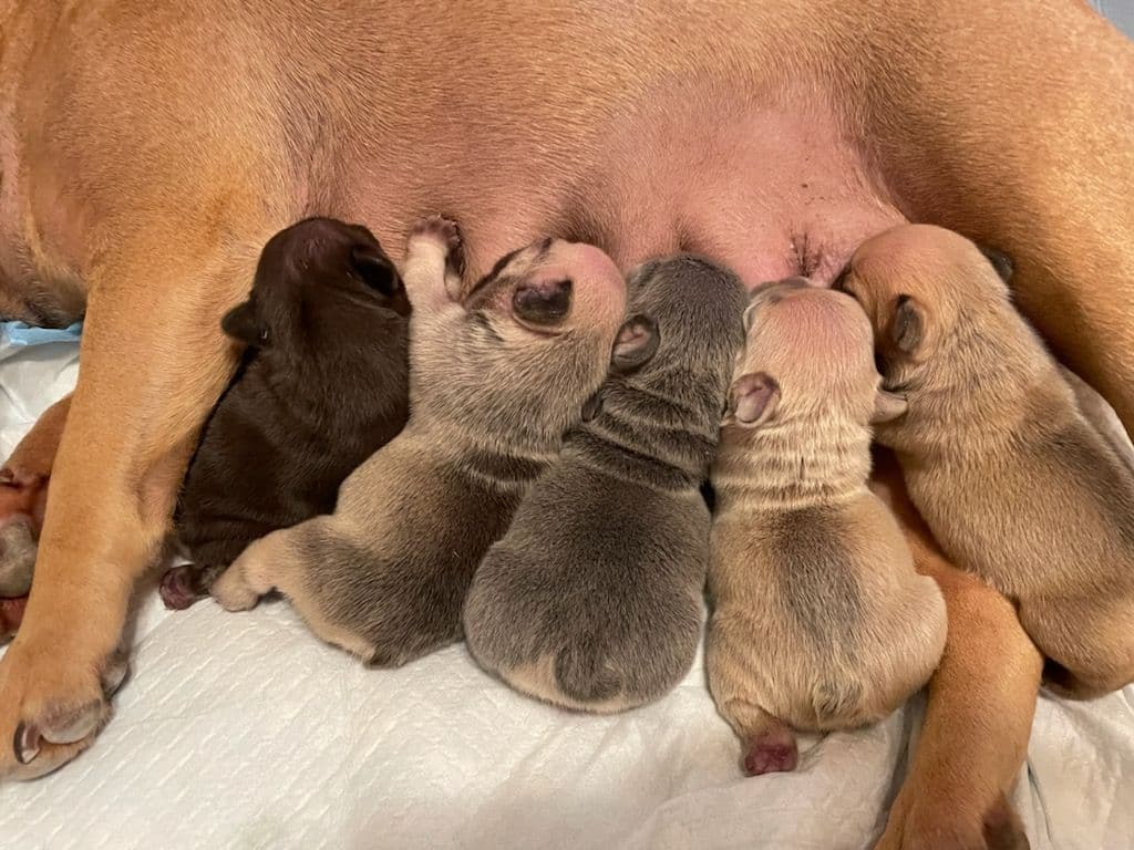 French Bulldog Puppies - Incredible REPEAT PAIRING - ZOEY and TITAN breeder image 19