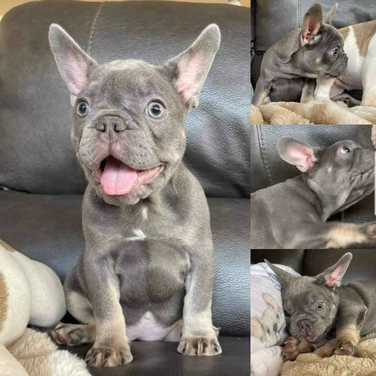 French Bulldog Puppies - Incredible REPEAT PAIRING - ZOEY and TITAN breeder image 22